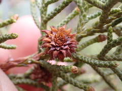 Oligotrophus juniperi