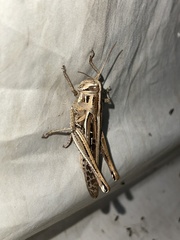 Schistocerca serialis cubense