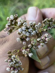 Fleischmannia pycnocephala