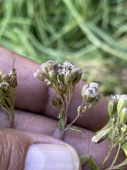 Fleischmannia pycnocephala