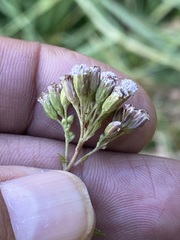 Fleischmannia pycnocephala