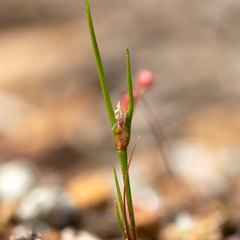 Centrolepis aristata