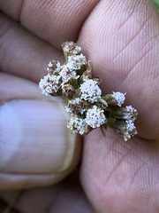 Fleischmannia pycnocephala