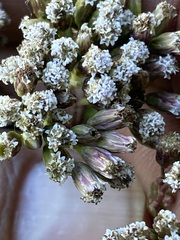 Fleischmannia pycnocephala