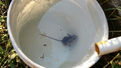 Peromyscus pectoralis