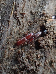 Macrorhyncolus littoralis