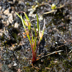 Centrolepis aristata