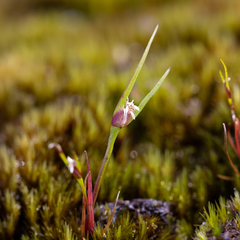 Centrolepis aristata