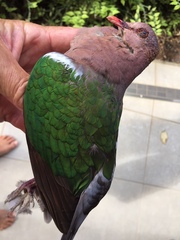 Chalcophaps longirostris