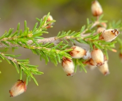Erica pubigera