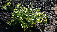 Goodenia rotundifolia
