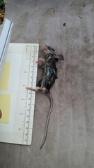 Peromyscus pectoralis
