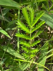 Potentilla chinensis