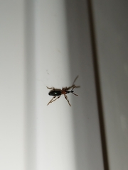 Cylas formicarius