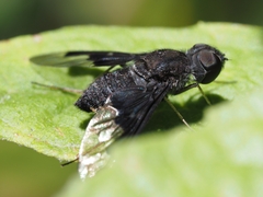 Anthrax dolabratus