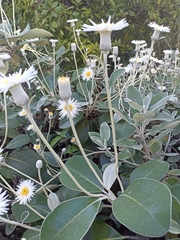 Pachystegia insignis