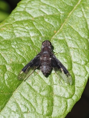 Anthrax dolabratus