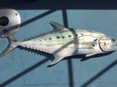 Scomberoides commersonnianus