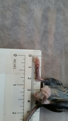 Peromyscus pectoralis