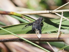 Anthrax dolabratus