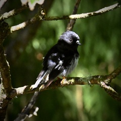 Petroica macrocephala toitoi