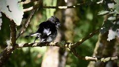 Petroica macrocephala toitoi