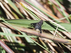 Anthrax dolabratus