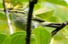 Phylloscopus proregulus