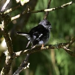 Petroica macrocephala toitoi