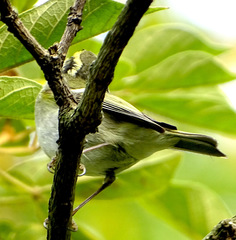 Phylloscopus proregulus