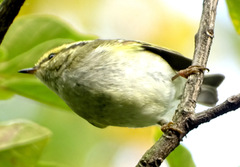 Phylloscopus proregulus