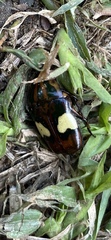 Pedinorrhina trivittata