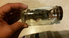 Peromyscus pectoralis