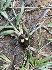Pedinorrhina trivittata