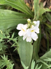 Euphrasia collina