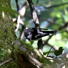 Petroica macrocephala toitoi