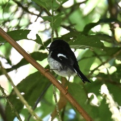 Petroica macrocephala toitoi