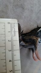 Peromyscus pectoralis