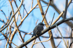 Hypsipetes amaurotis