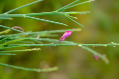 Indigofera filifolia