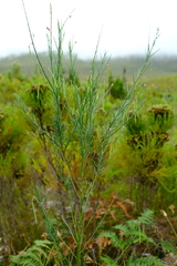 Indigofera filifolia