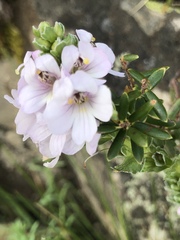 Euphrasia collina