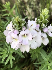 Euphrasia collina