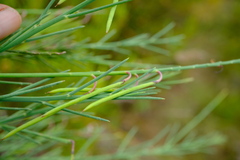 Indigofera filifolia