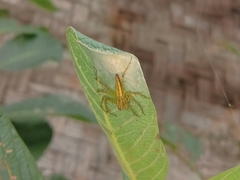 Oxyopes
