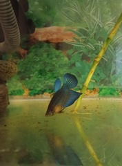 Betta