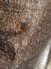 Diekeana admirabilis