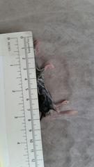 Peromyscus pectoralis