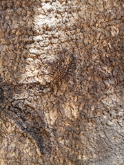 Diekeana admirabilis