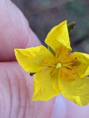 Crocanthemum scoparium
